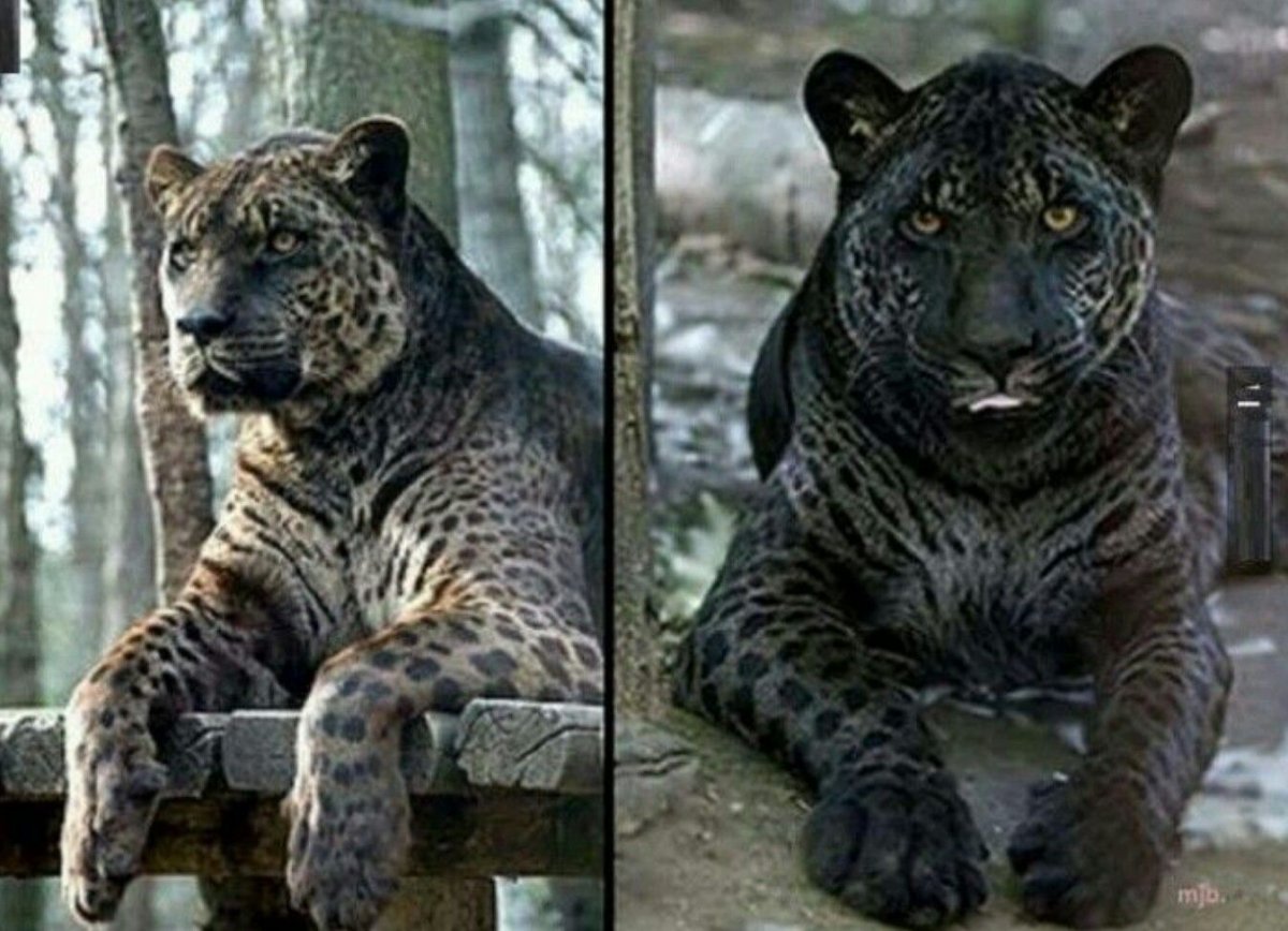 Яглев гибрид