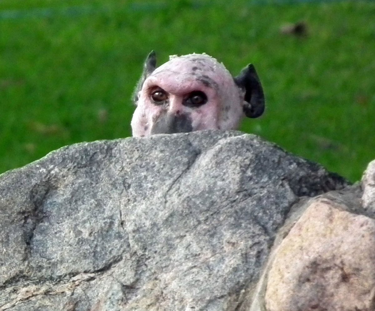 Облысевшая обезьяна