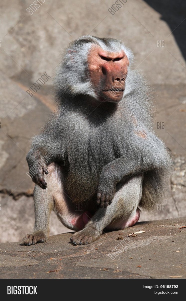 Гамадрил самец