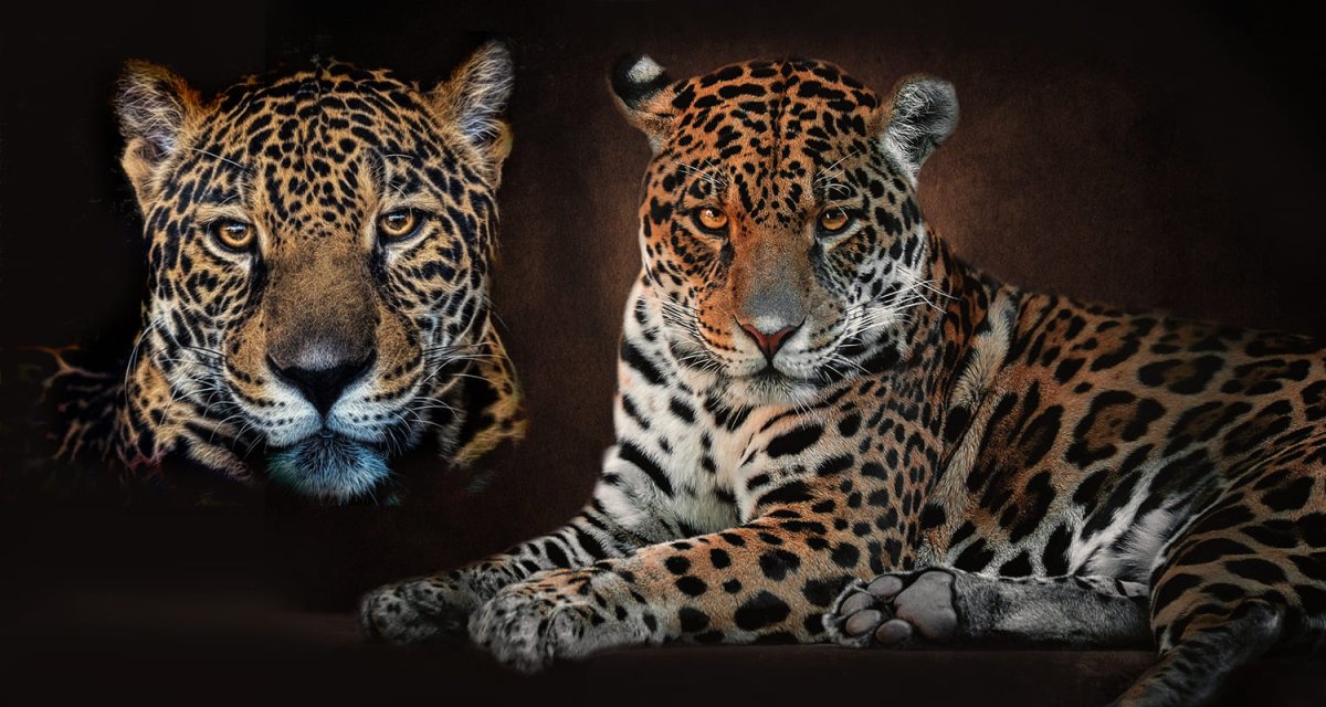 Леопард Ягуар арт