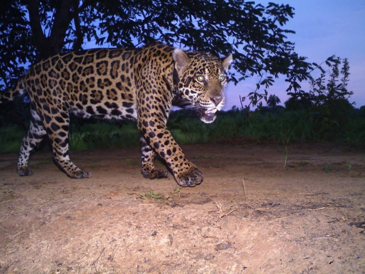 Ягулев гибрид