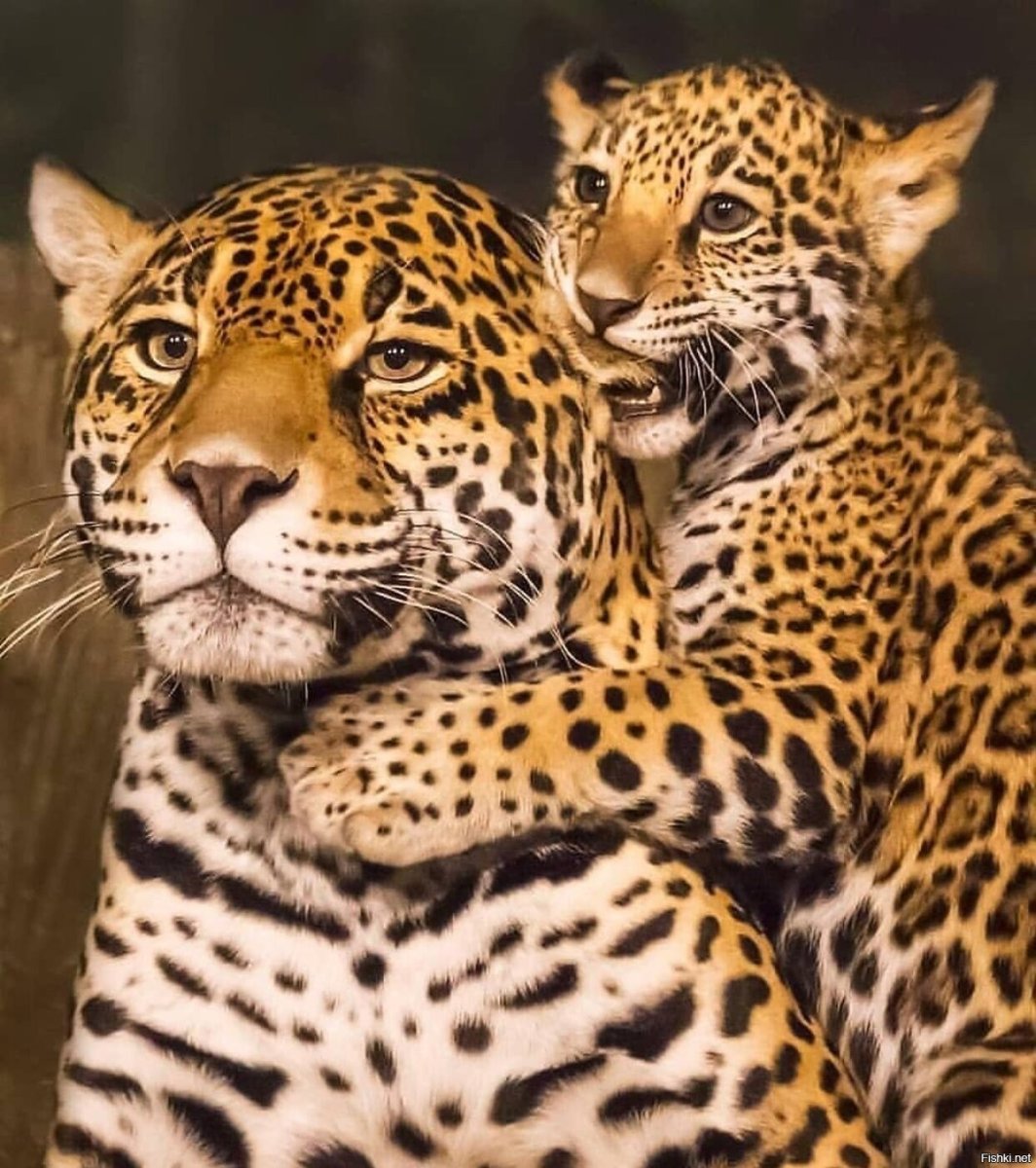Ягуар леопард семейство