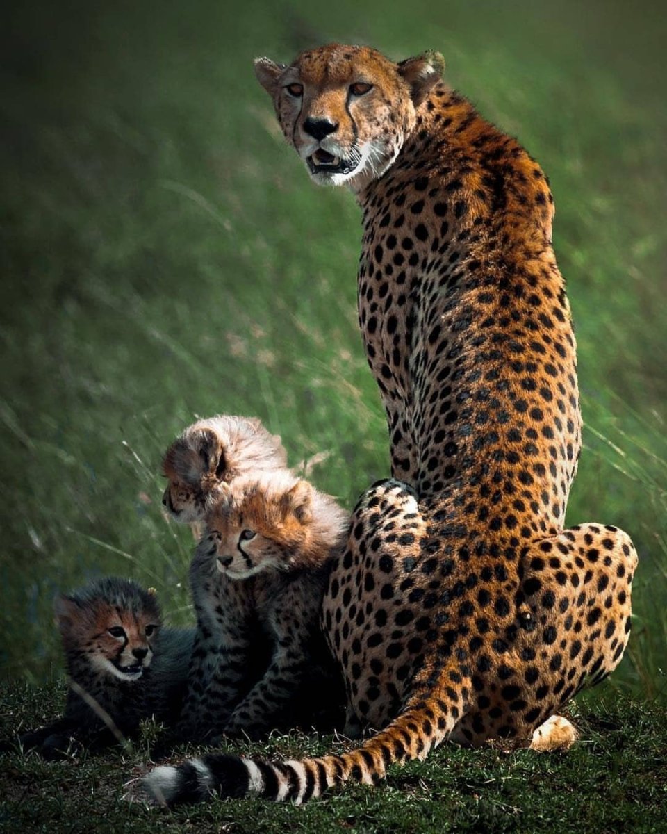 Гепард и леопард и Ягуар и пантера