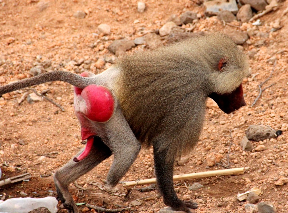 Павиан гамадрил Бабуин