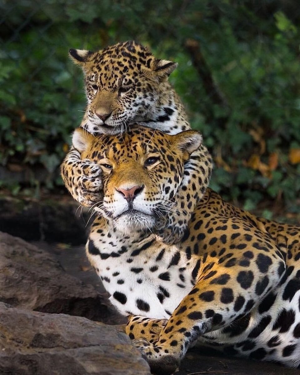 Тигр Лев леопард Ягуар гепард