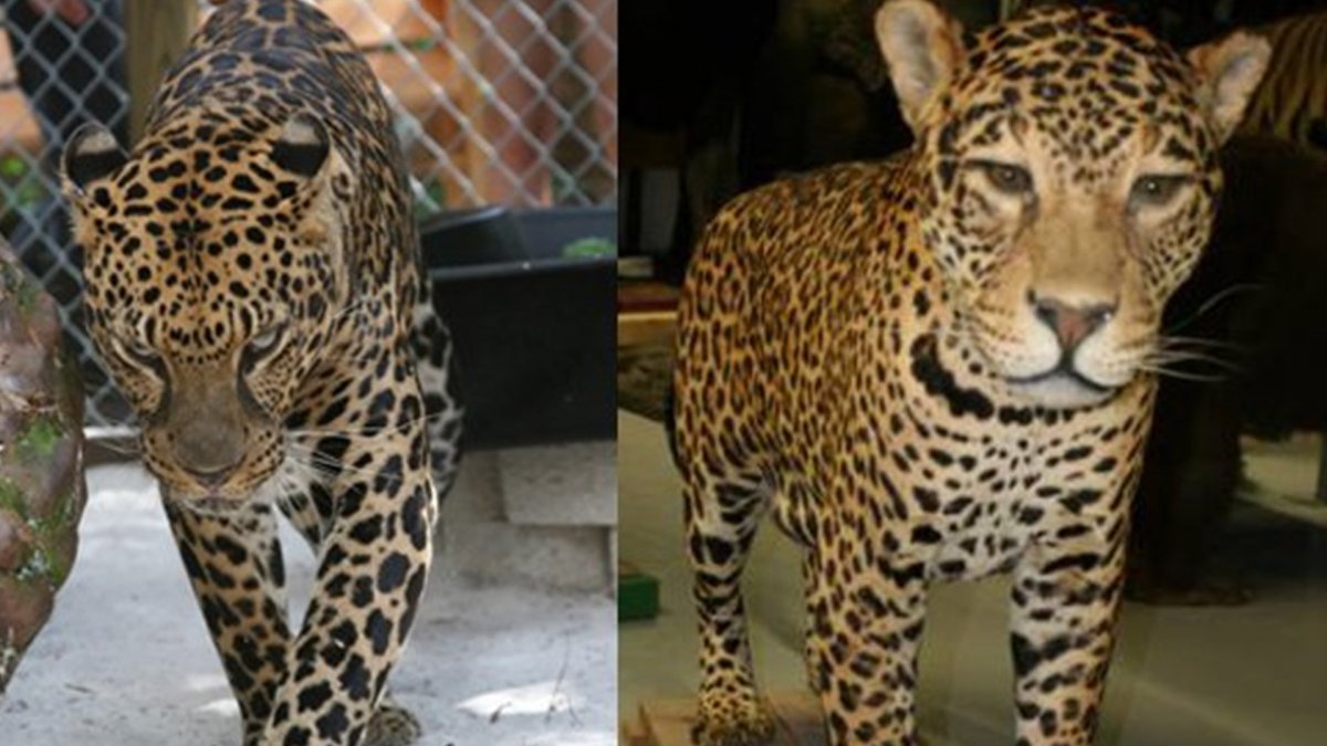 Гибрид леопарда и ягуара
