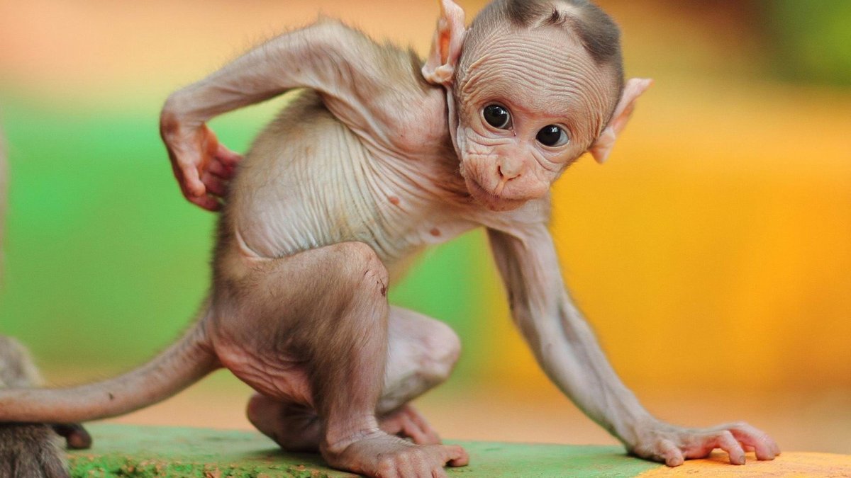 Маленькая лысая обезьяна