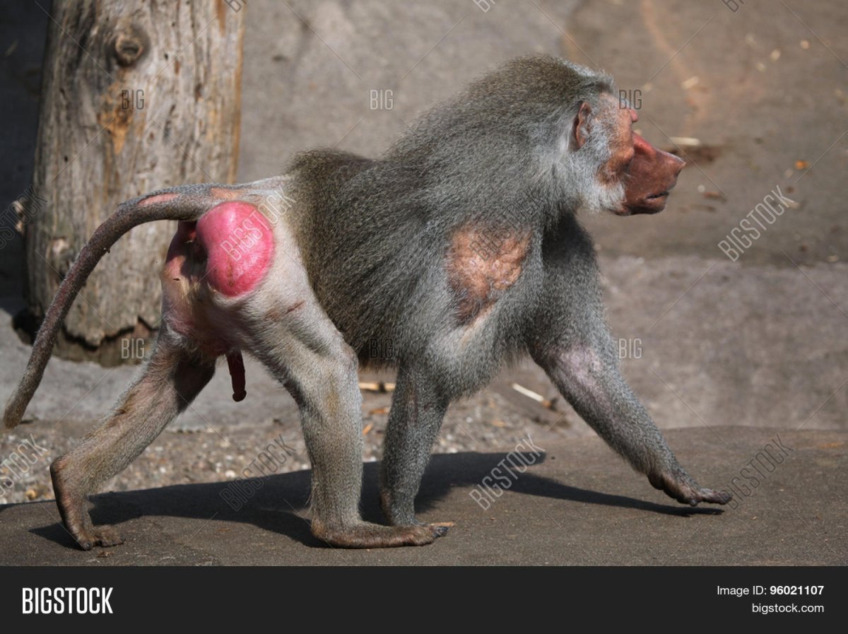 Павиан гамадрил Бабуин