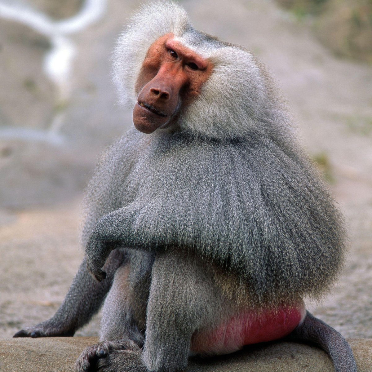 Плащеносный павиан