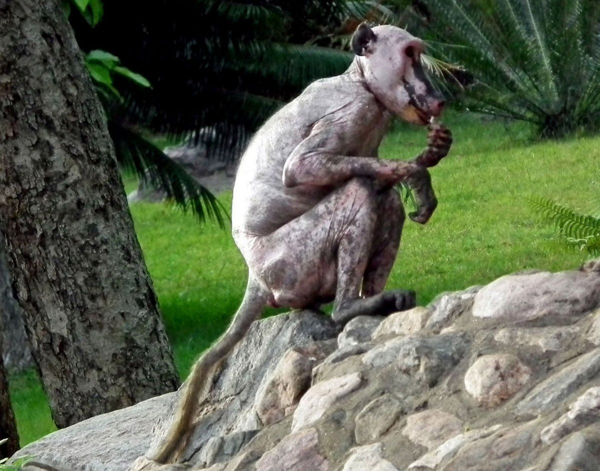 Лысая обезьяна