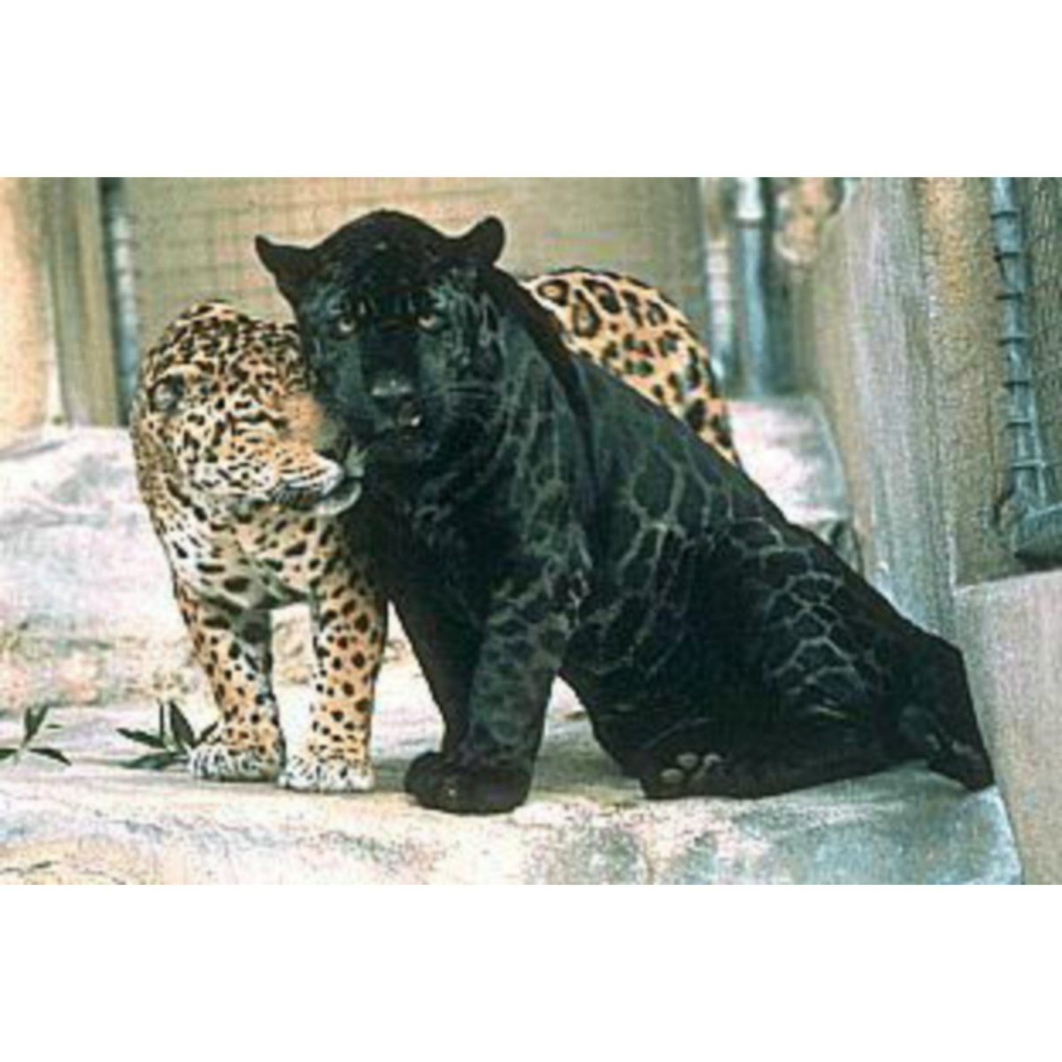 Черная пантера Ягуар