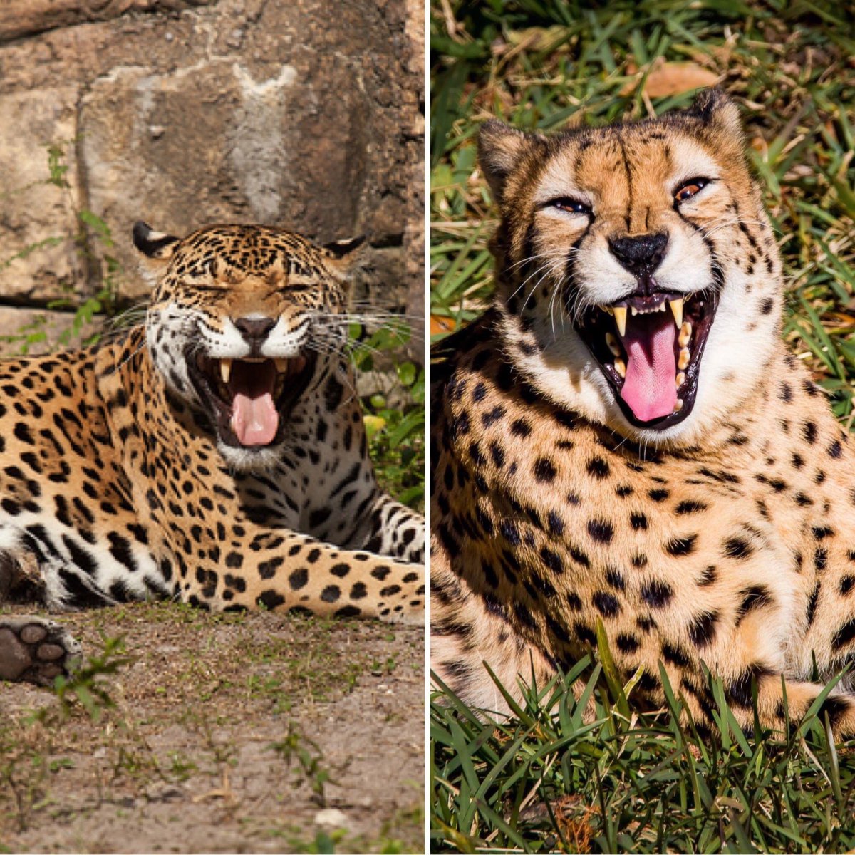 Гепард и леопард