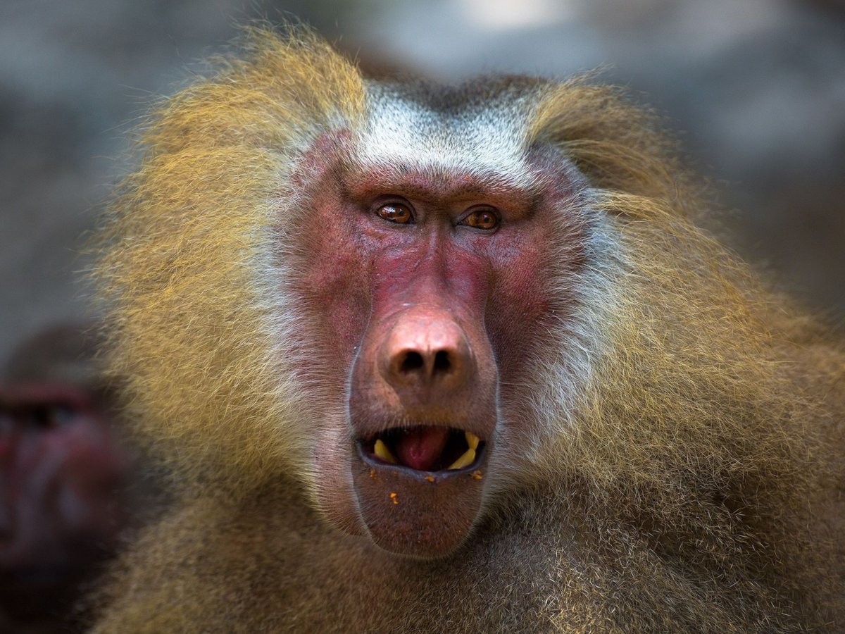 Бабуин смешной