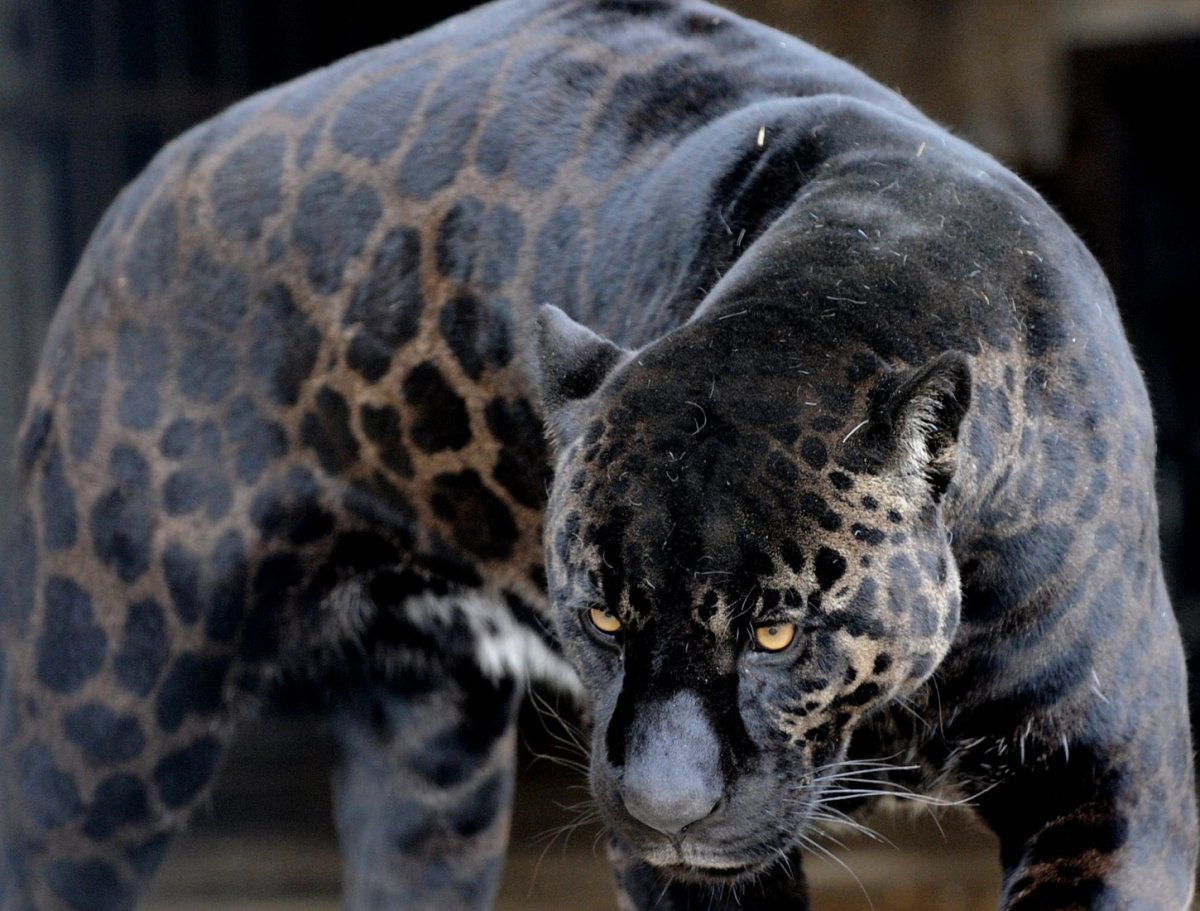 Гепард меланист