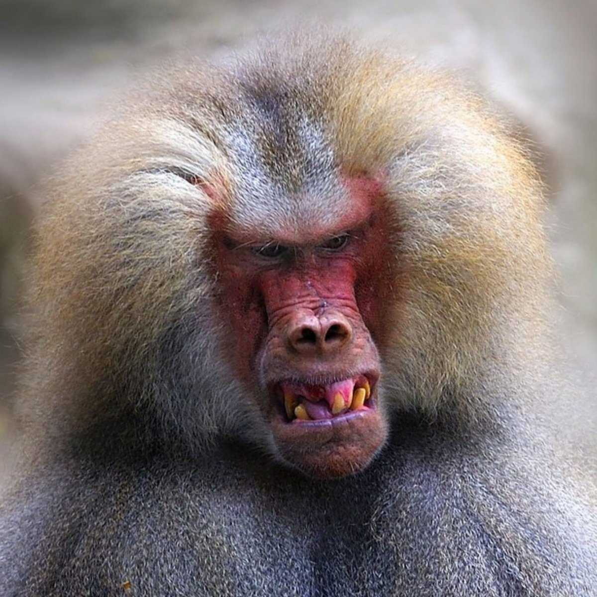 Павиан гамадрил