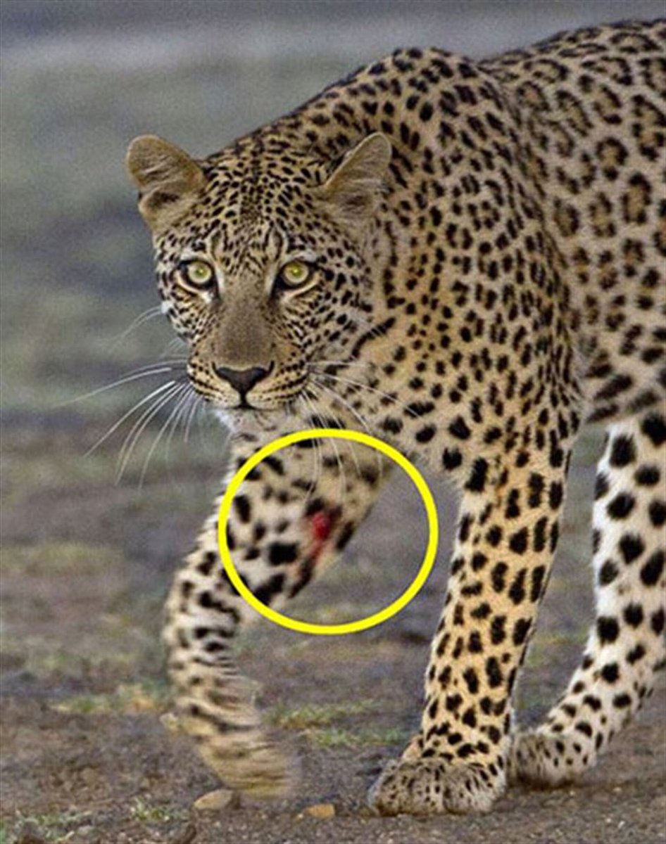 Пантера Ягуар гепард