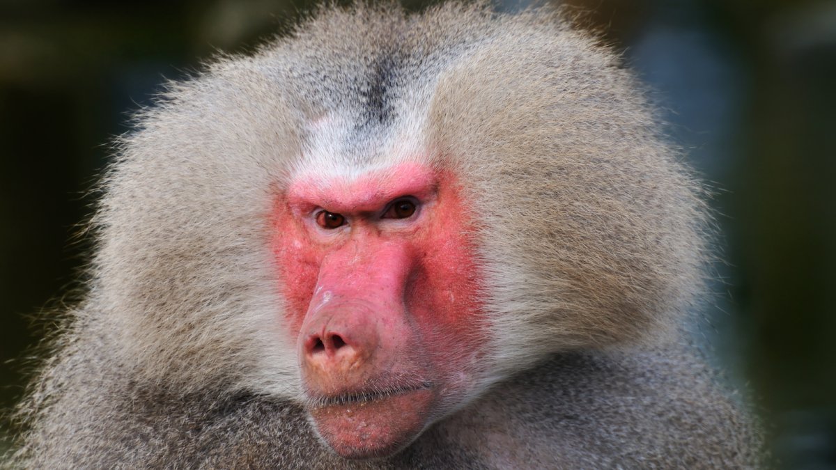 Павиан гамадрил Бабуин