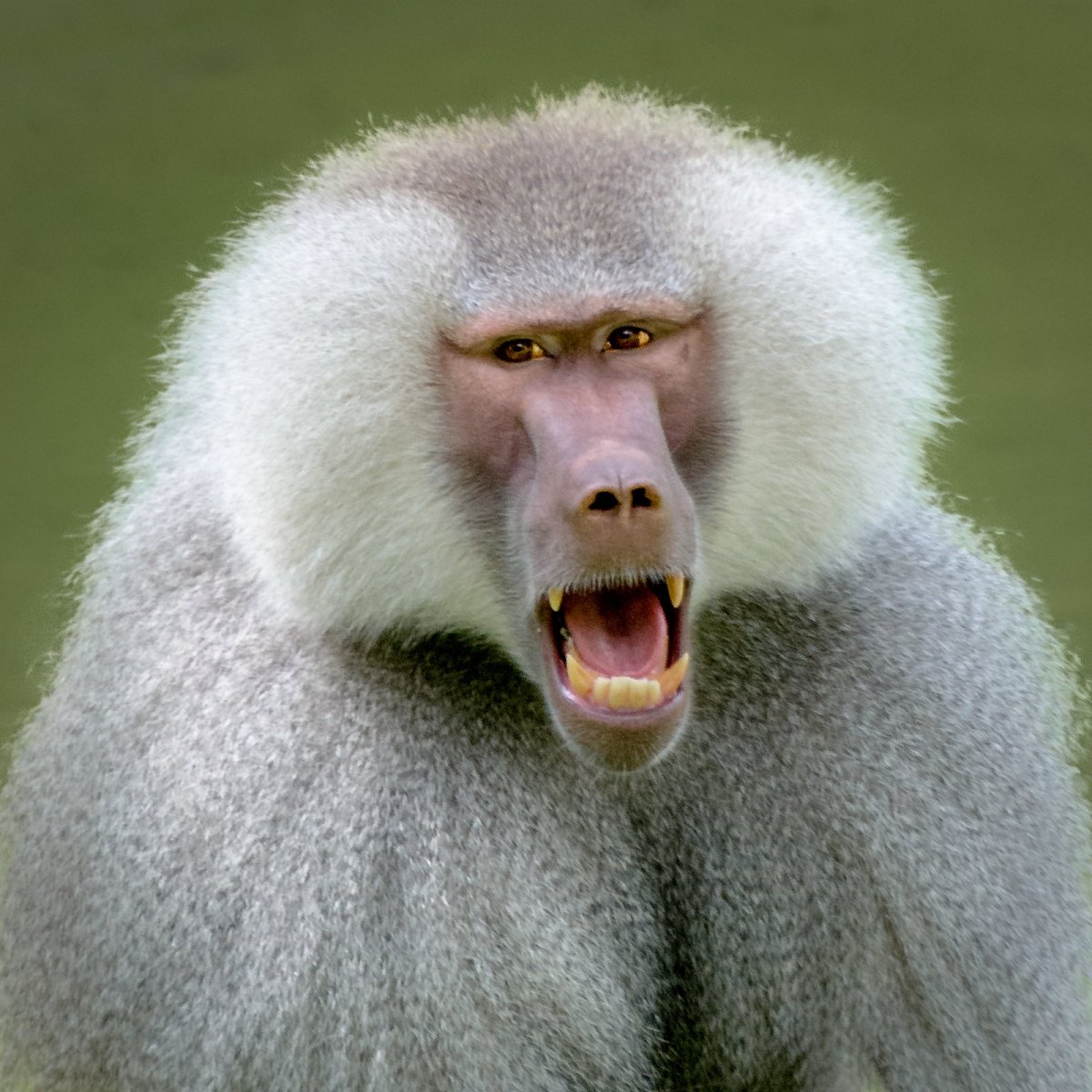 Лысый бабуин