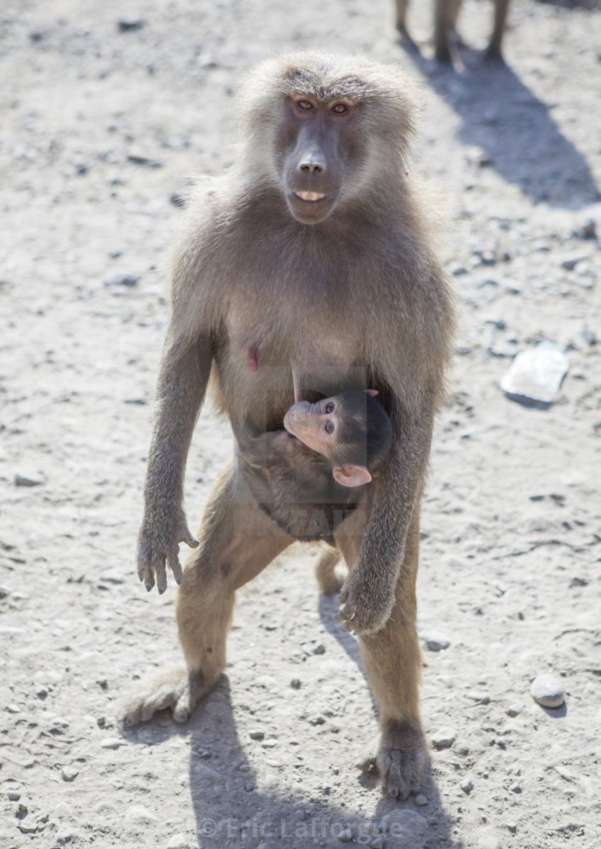 Синезадый Бабуин