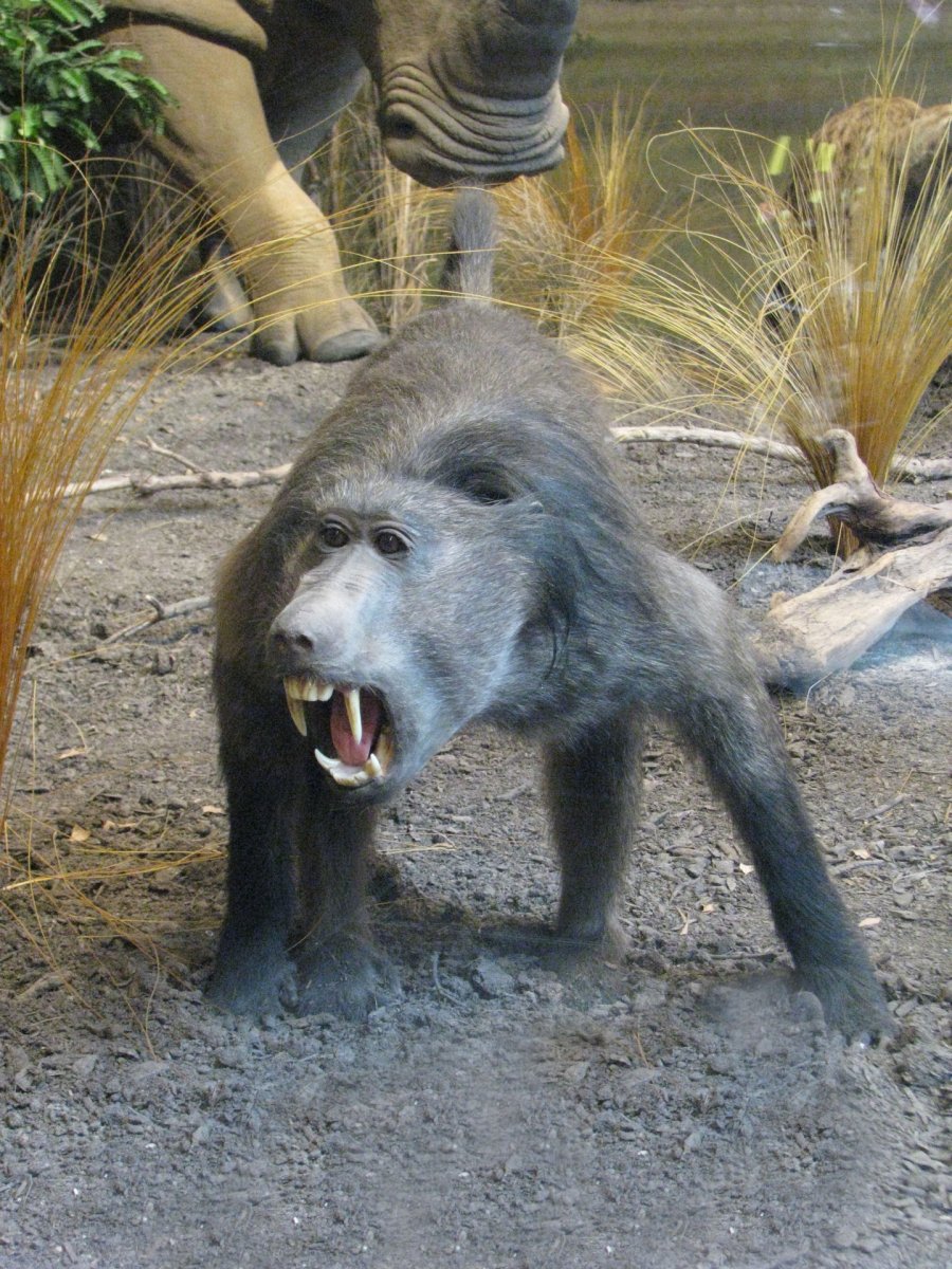 Капский Бабуин