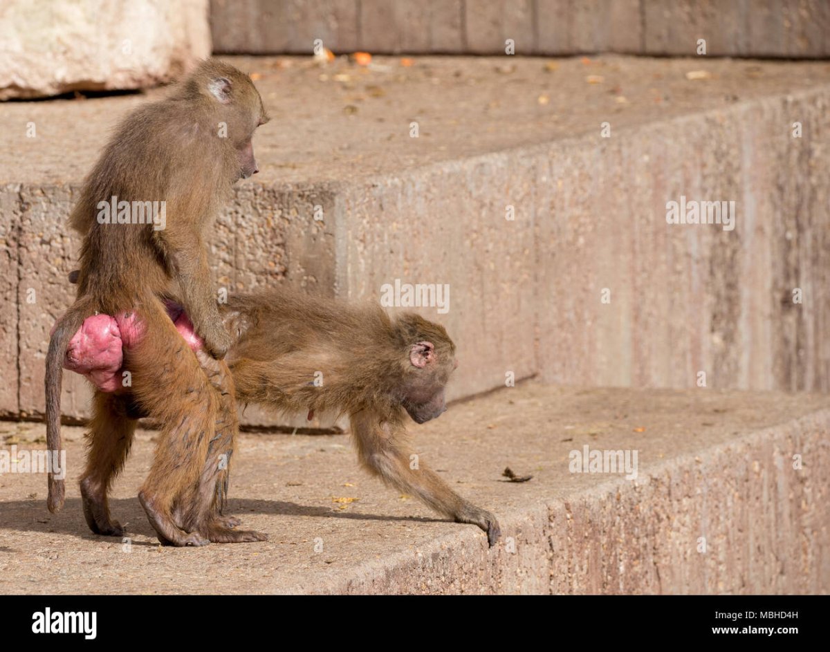 Семья бабуинов