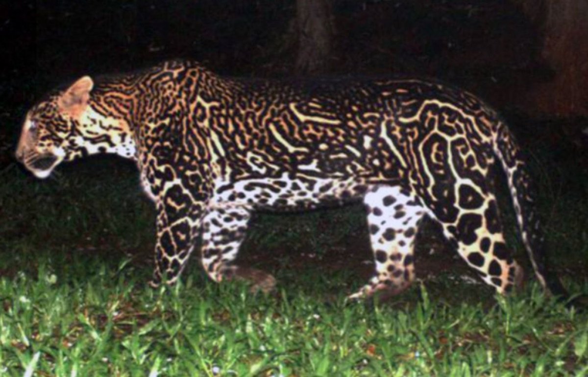 Леопард необычный окрас