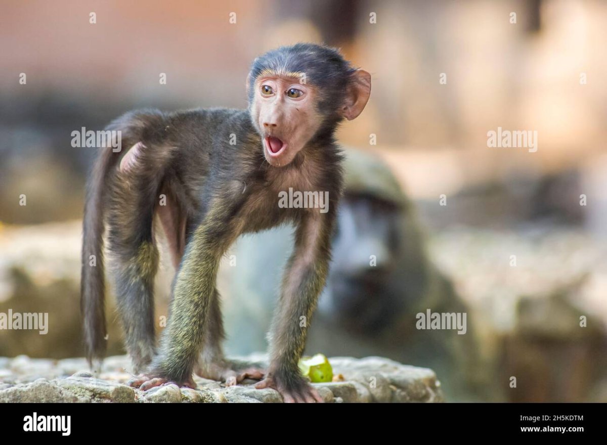 Шимпанзе без шерсти