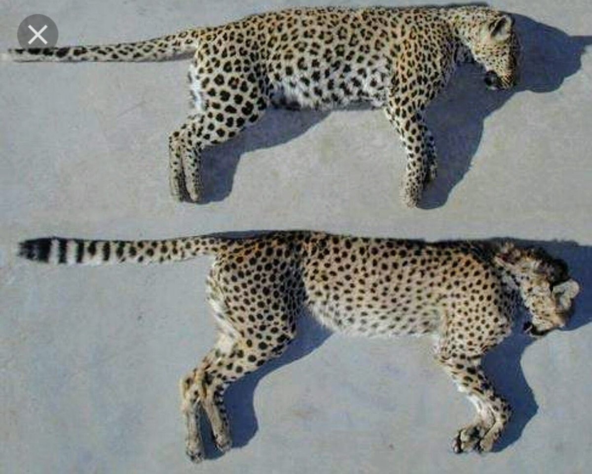 Гепард леопард Ягуар