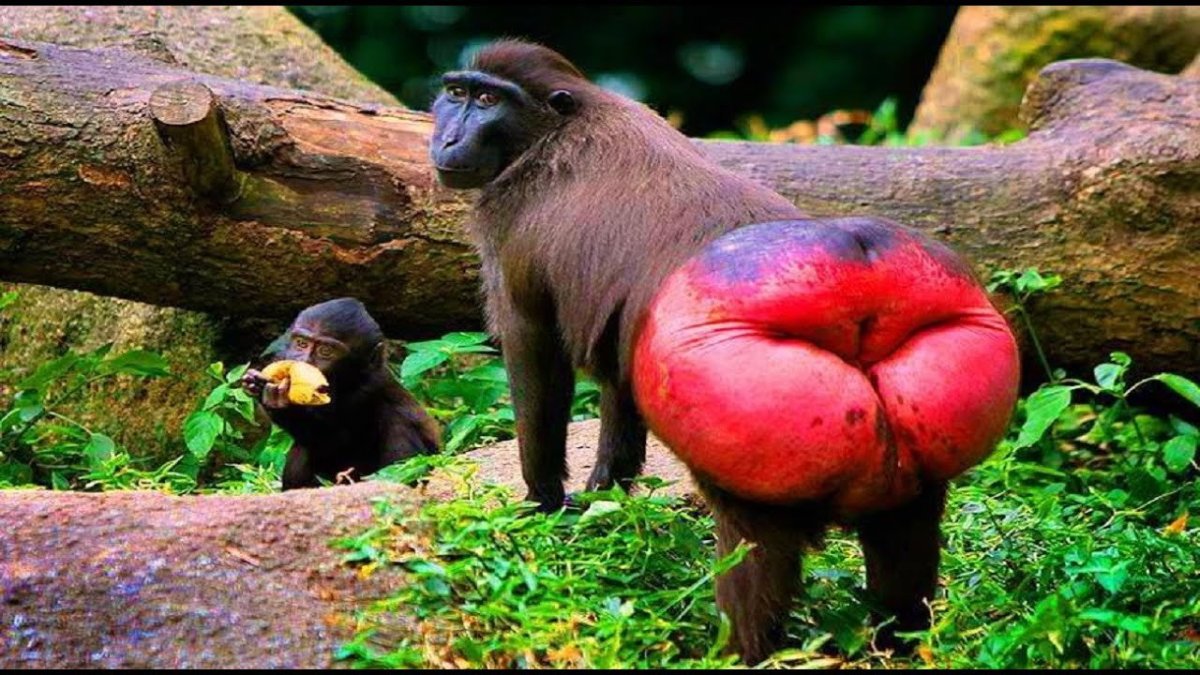 Обезьяны с красными попами