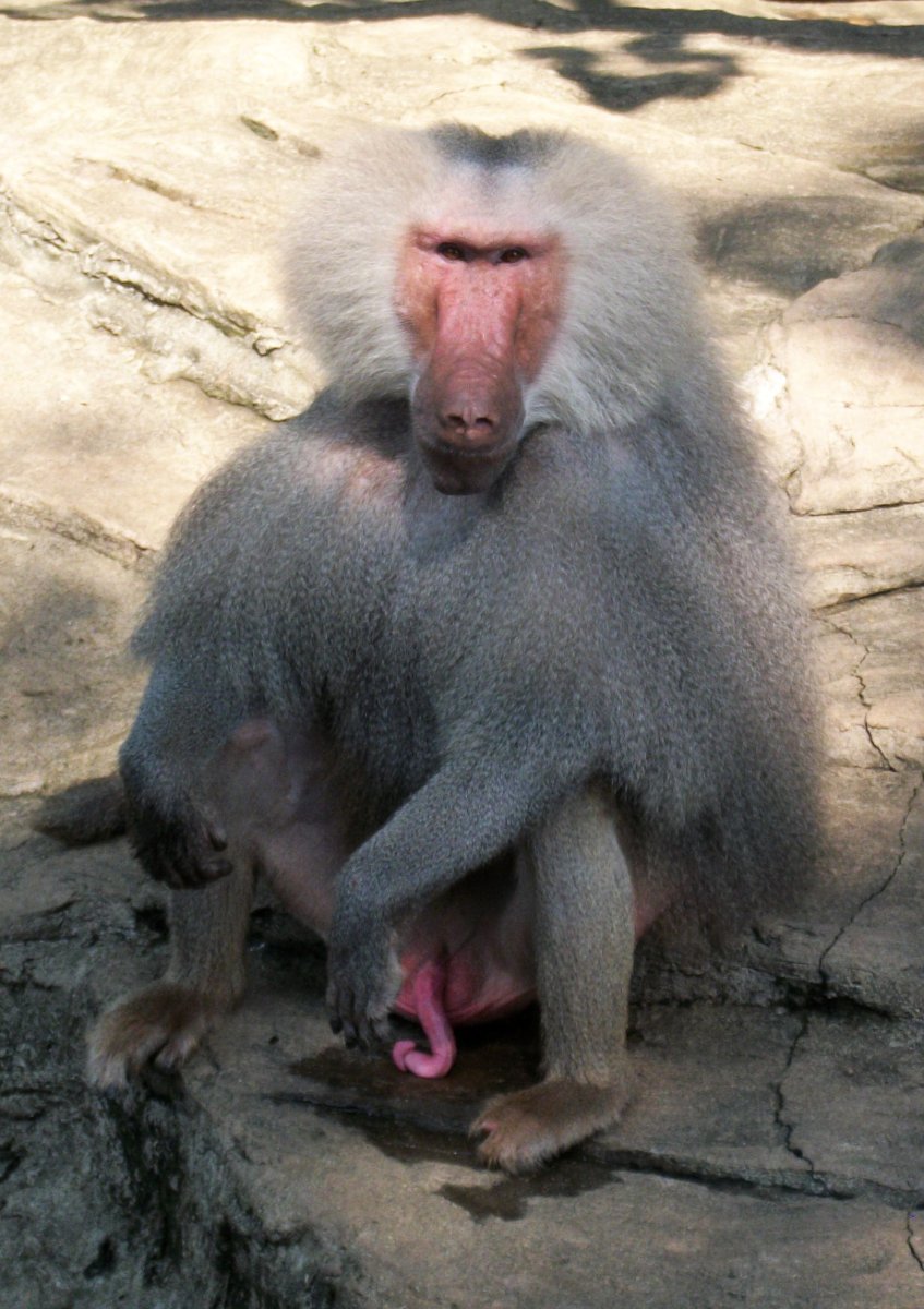 Самец мандрила