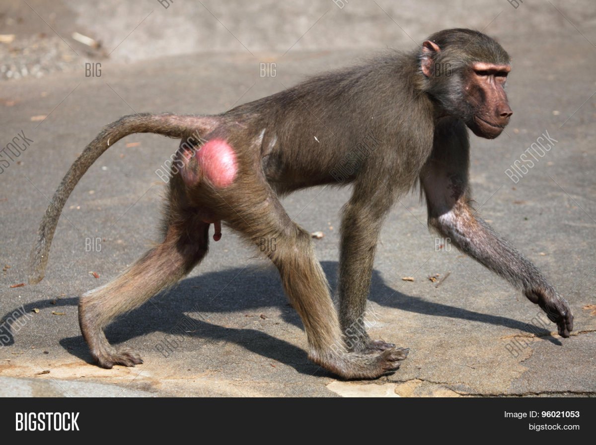 Лысый павиан