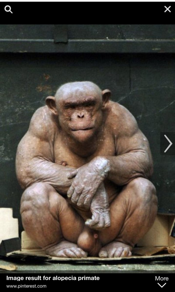 Лысые гориллы