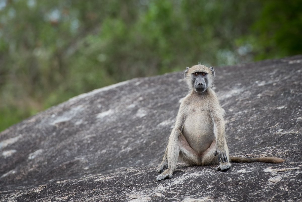 Бабуины Танзания