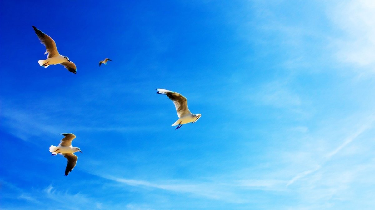 Голубое небо с птицами