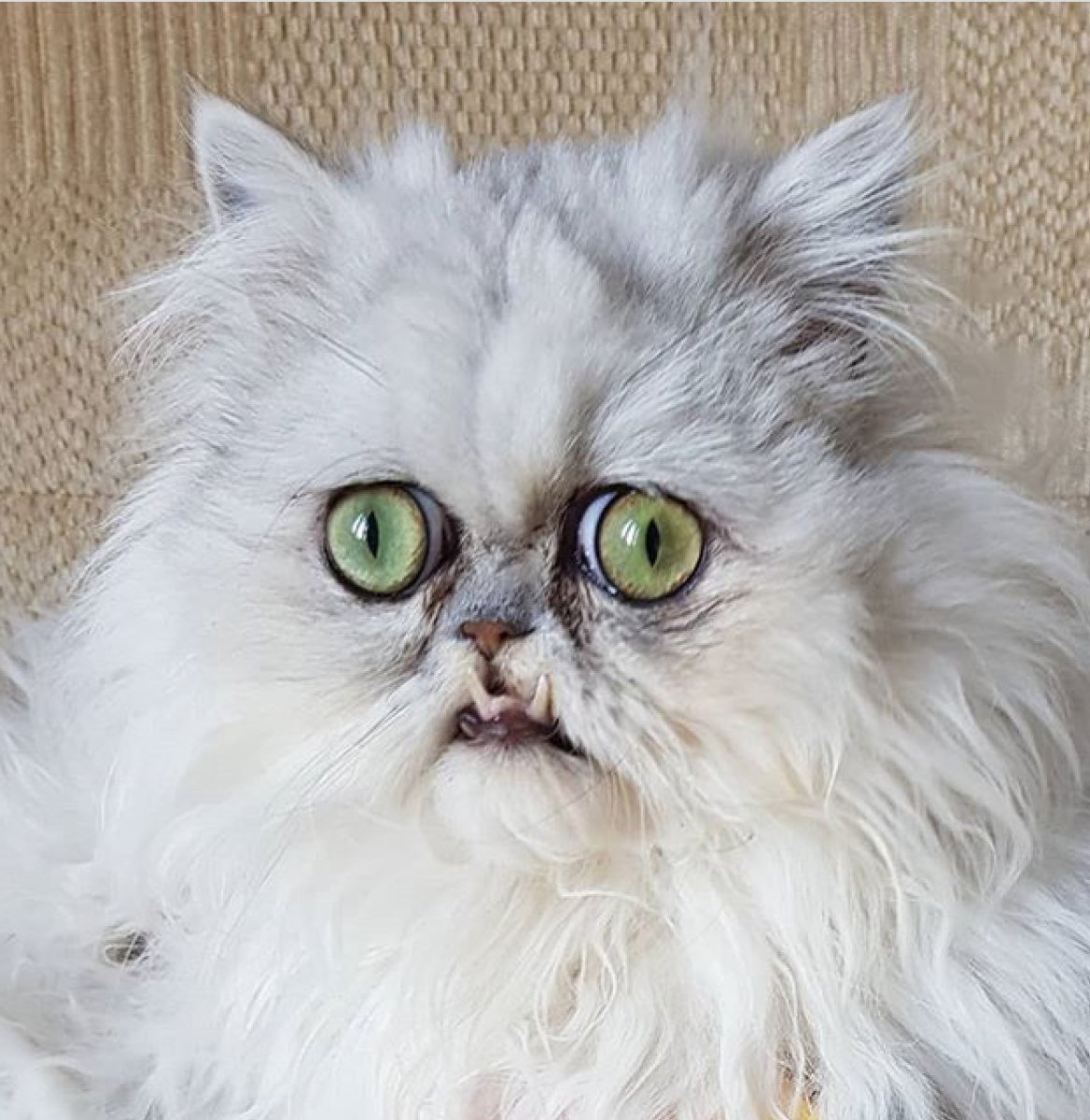 Персидская шиншилла кот