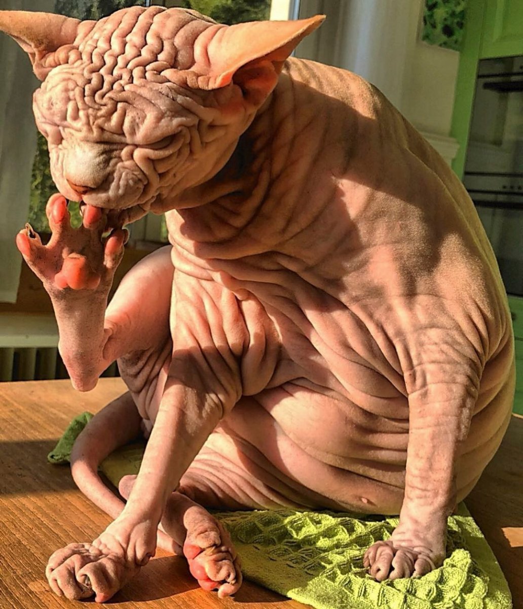 Морщинистый канадский сфинкс