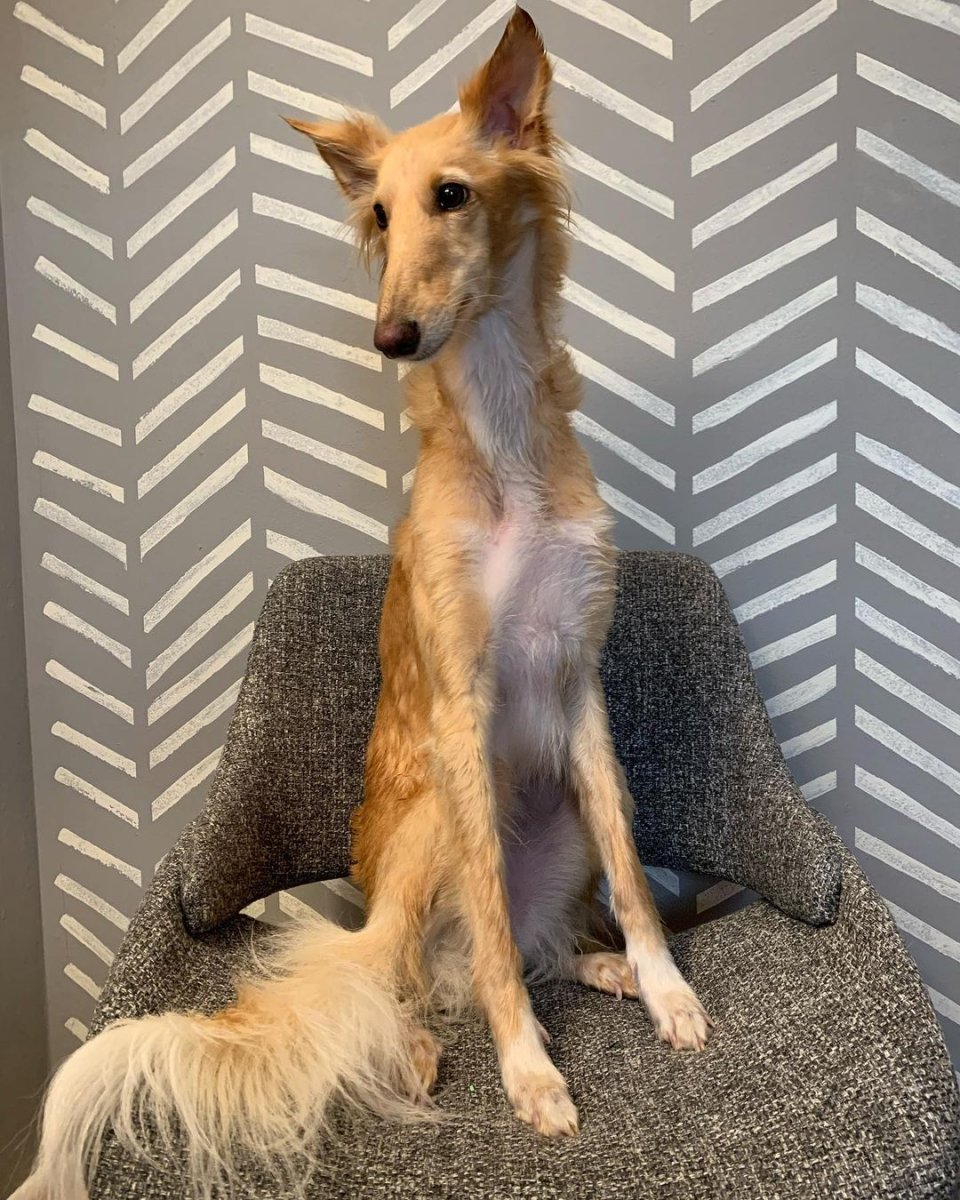 Борзая шелковистый виндхаунд