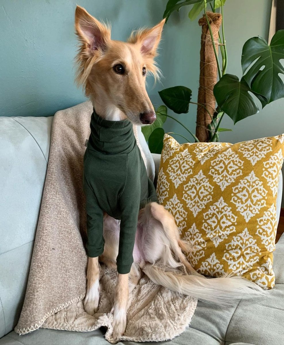 Собака Клео