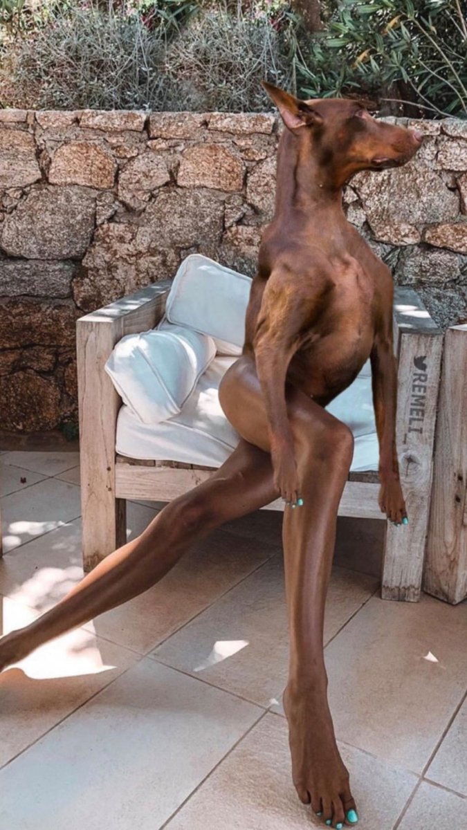 Собака с длинными ногами