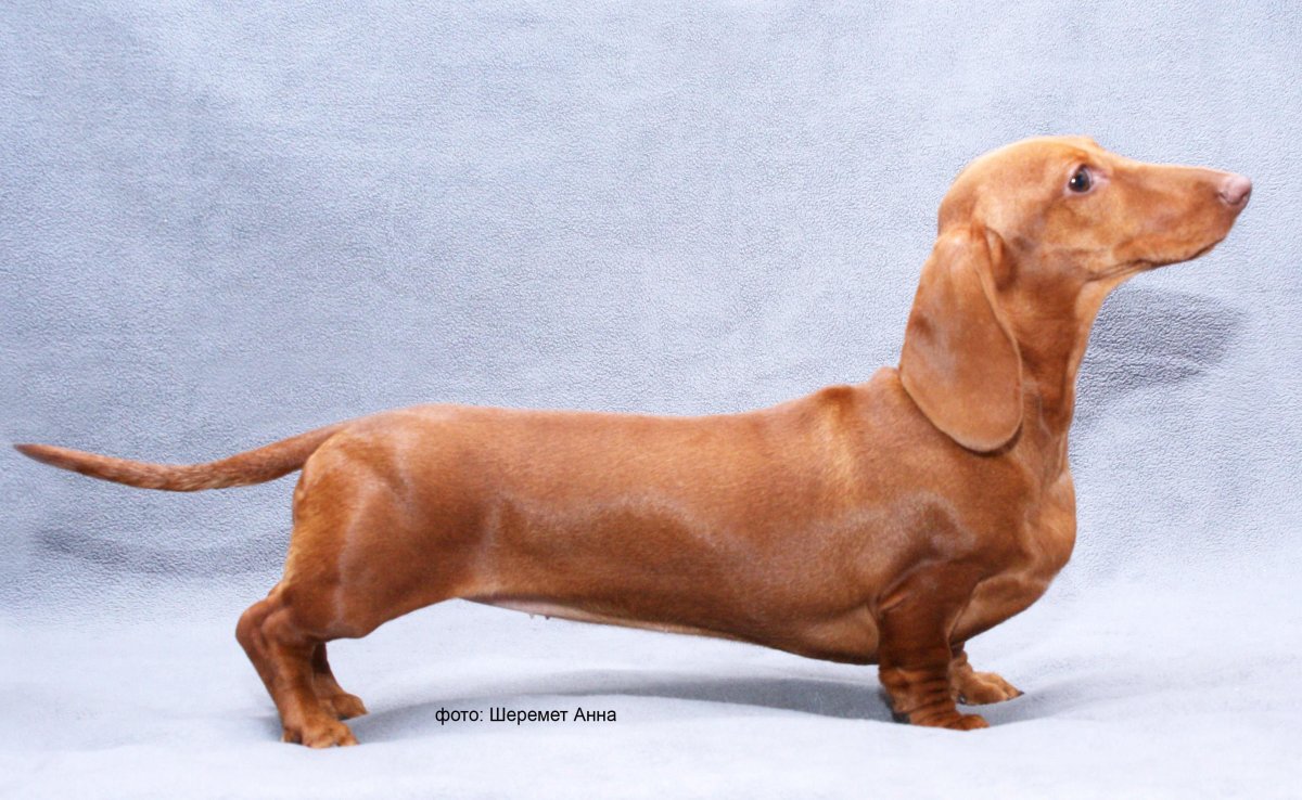 Такса сбоку длинная