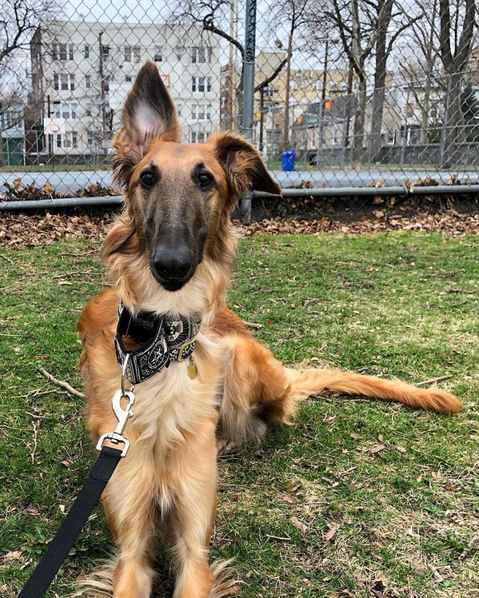 Высокая собака с длинными лапами