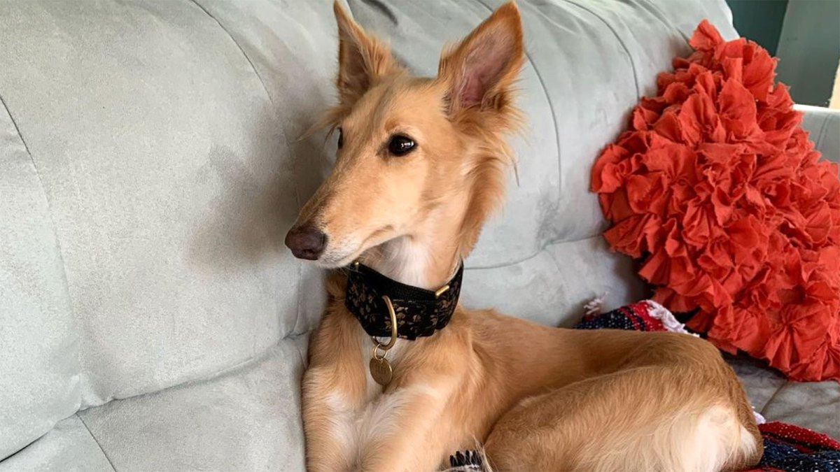 Шелковистый виндхаунд щенки