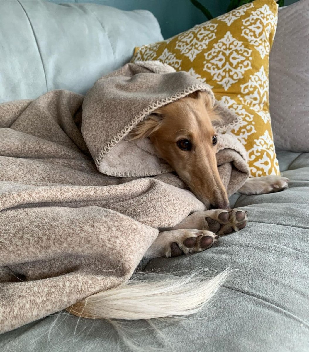 Собака Клео