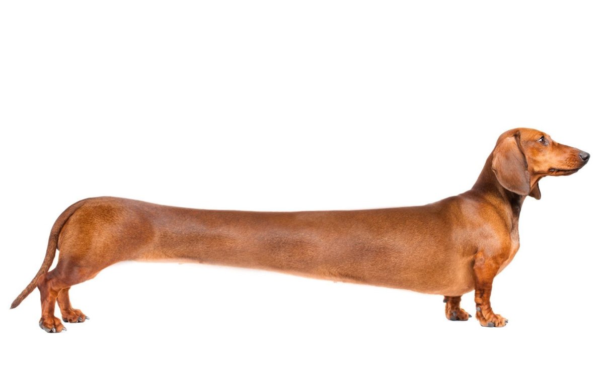 Такса собака сбоку