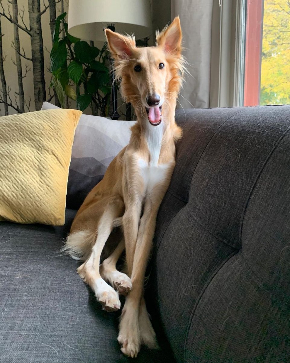 Silken Windhound порода