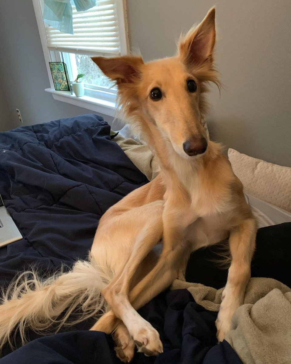 Собачка похожая на жирафа