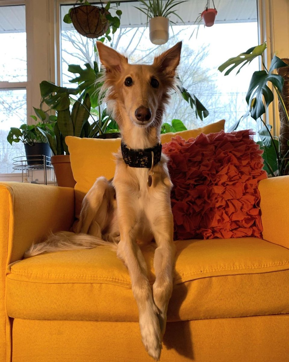 Необычные собаки