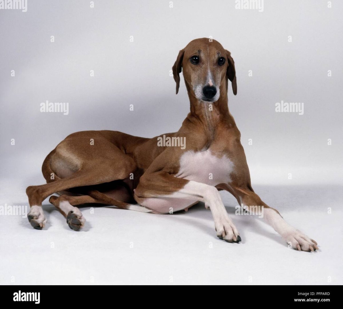 Азавак Левретка черная