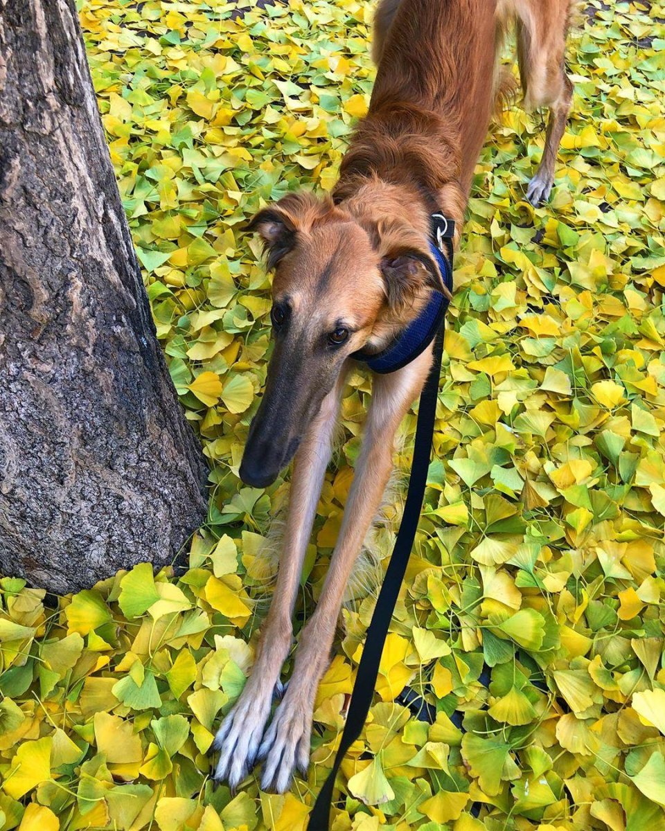 Длинная собака