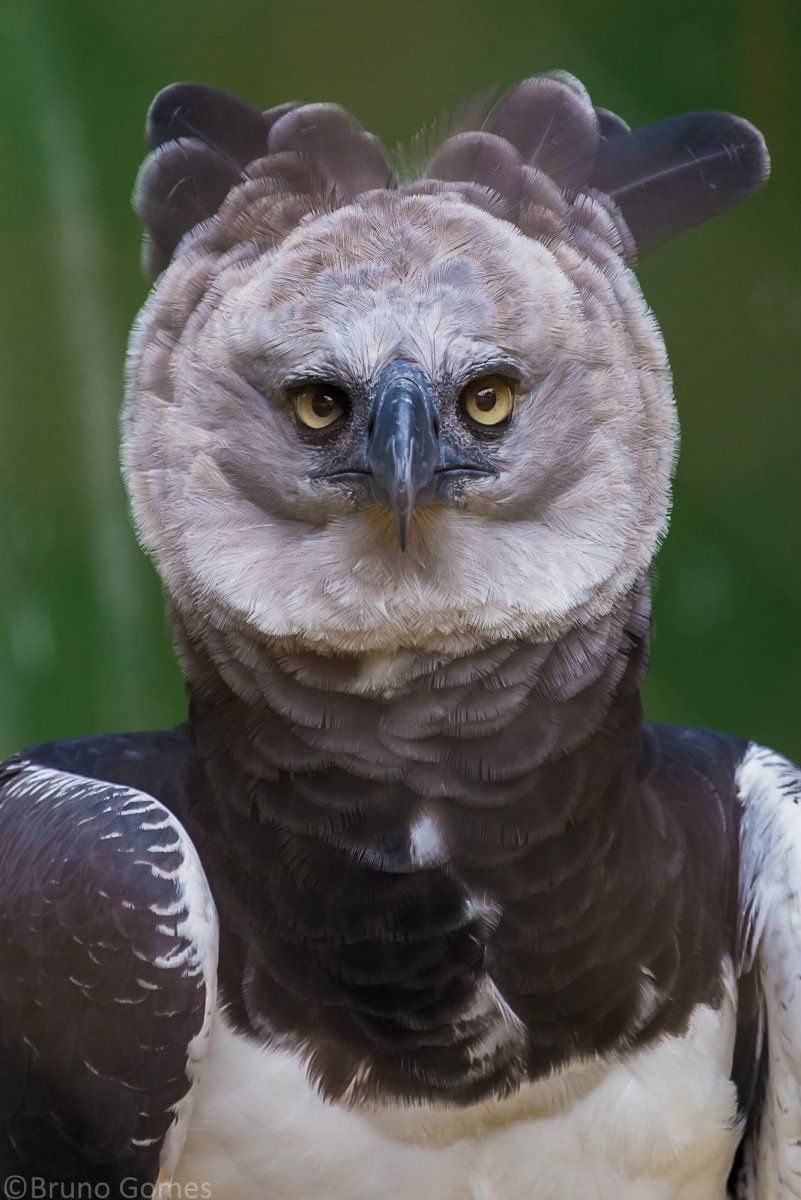 Южноамериканская Гарпия птица